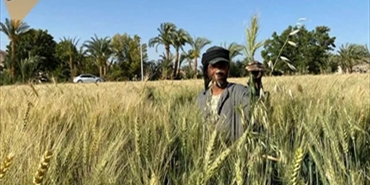 مصر تقول إنها تعمل على خطة لاستيراد القمح من مناطق أخرى بدلا من أوكرانيا