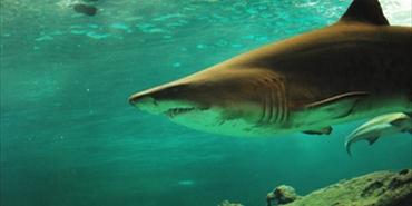 أسماك قرش مسطحة الأسنان عمرها 135 مليون عام