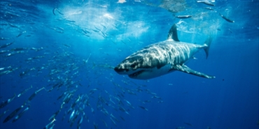 ارتفاع كبير في صيد أسماك القرش بعد حادثة مقتل السائح الروسي
