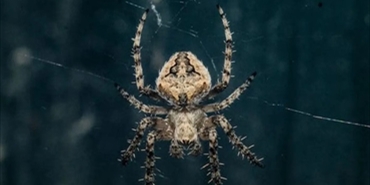 عنكبوت شديد السمية قد ينقذ البشر.. يوقف "رسالة الموت"