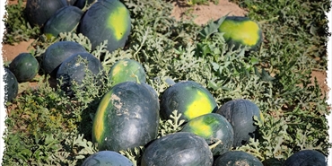 بالصور حصاد موسم البطيخ فى قطاع غزه